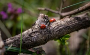 Picture of ladybirds on a log