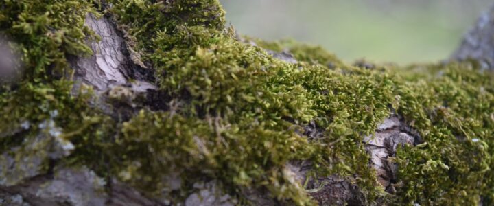 Primrose Hill Walk—Lichens in Regent’s Park