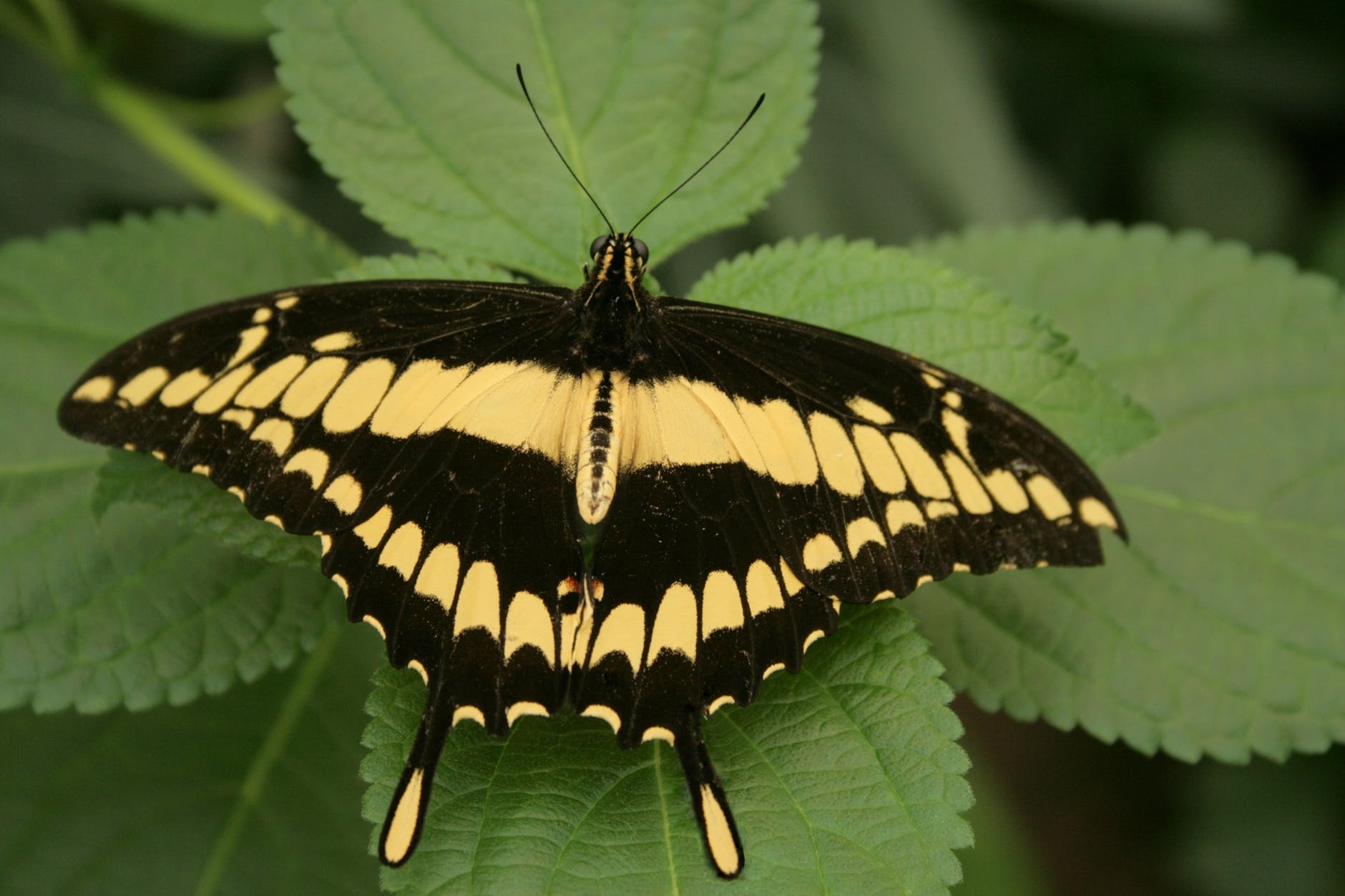 Primrose Hill Walk — Big Butterfly Count