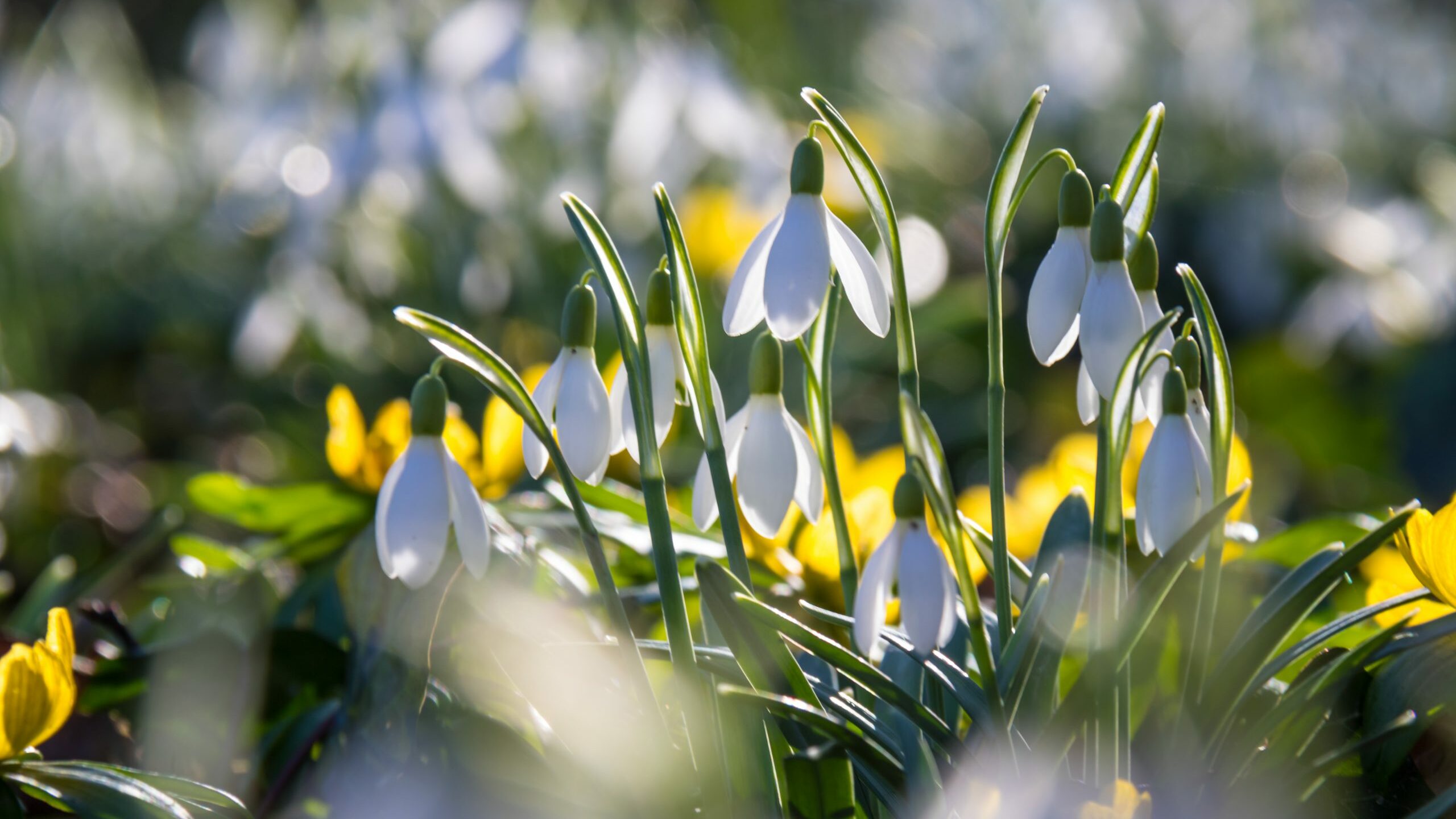 Primrose Hill Walk — Signs of Spring