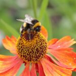 Primrose Hill Walk 22 June — Pollinator Walk