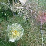 Primrose Hill Walk — A Springtime Herb Walk