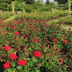 Primrose Hill Walk - Rose Garden