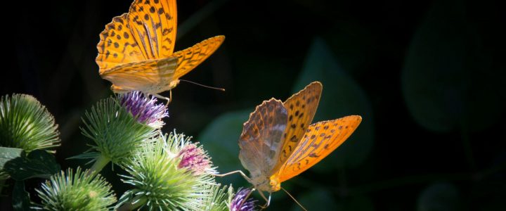 Primrose Hill Walk — Big Butterfly Count