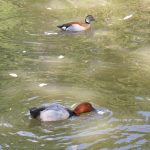 Primrose Hill Walk - Regent's Park Waterfowl