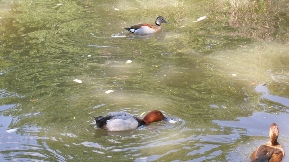 Primrose Hill Walk - Regent's Park Waterfowl