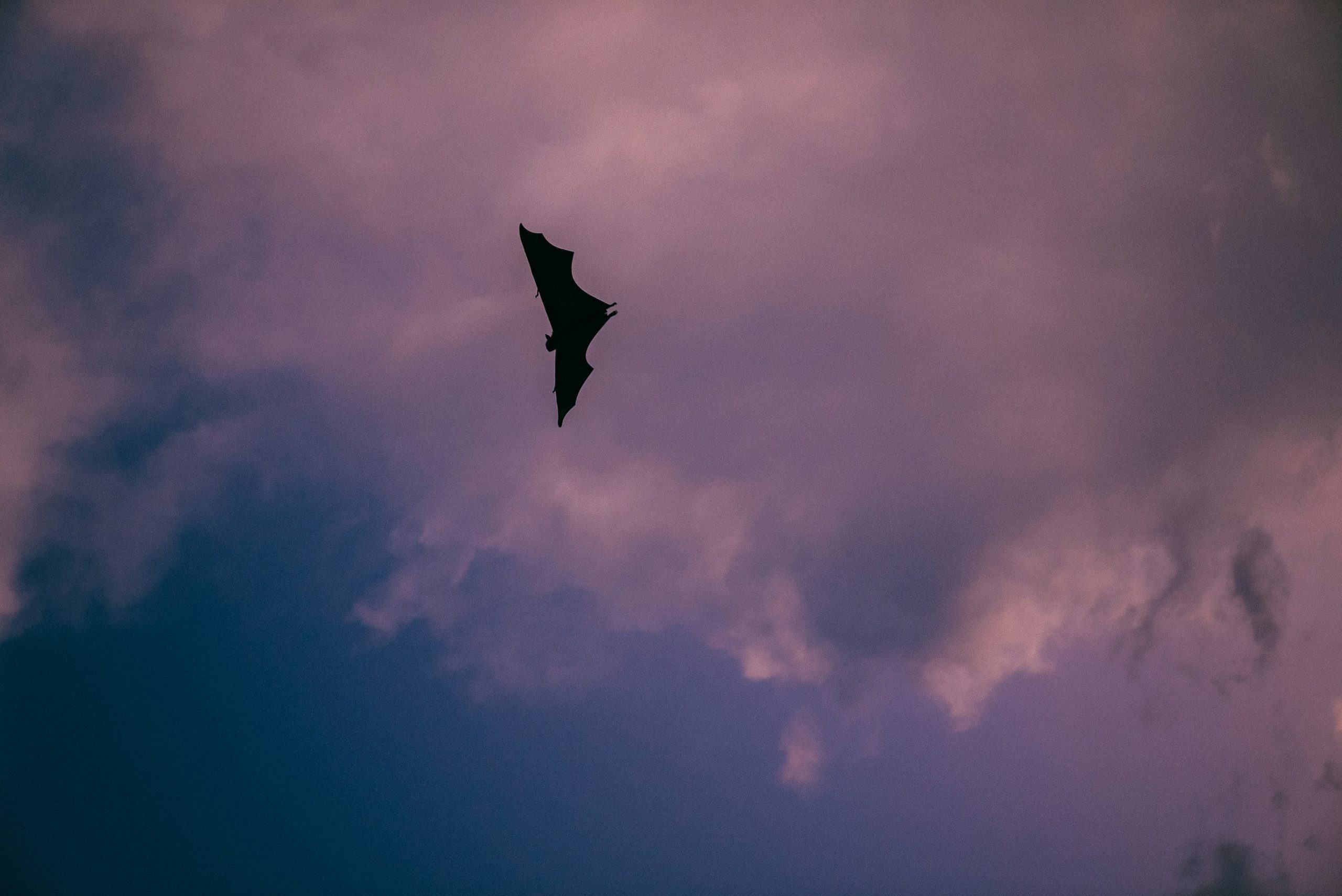 Primrose Hill Walk - Bat Walk