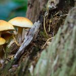 Primrose Hill Walks - Fungi & lichens