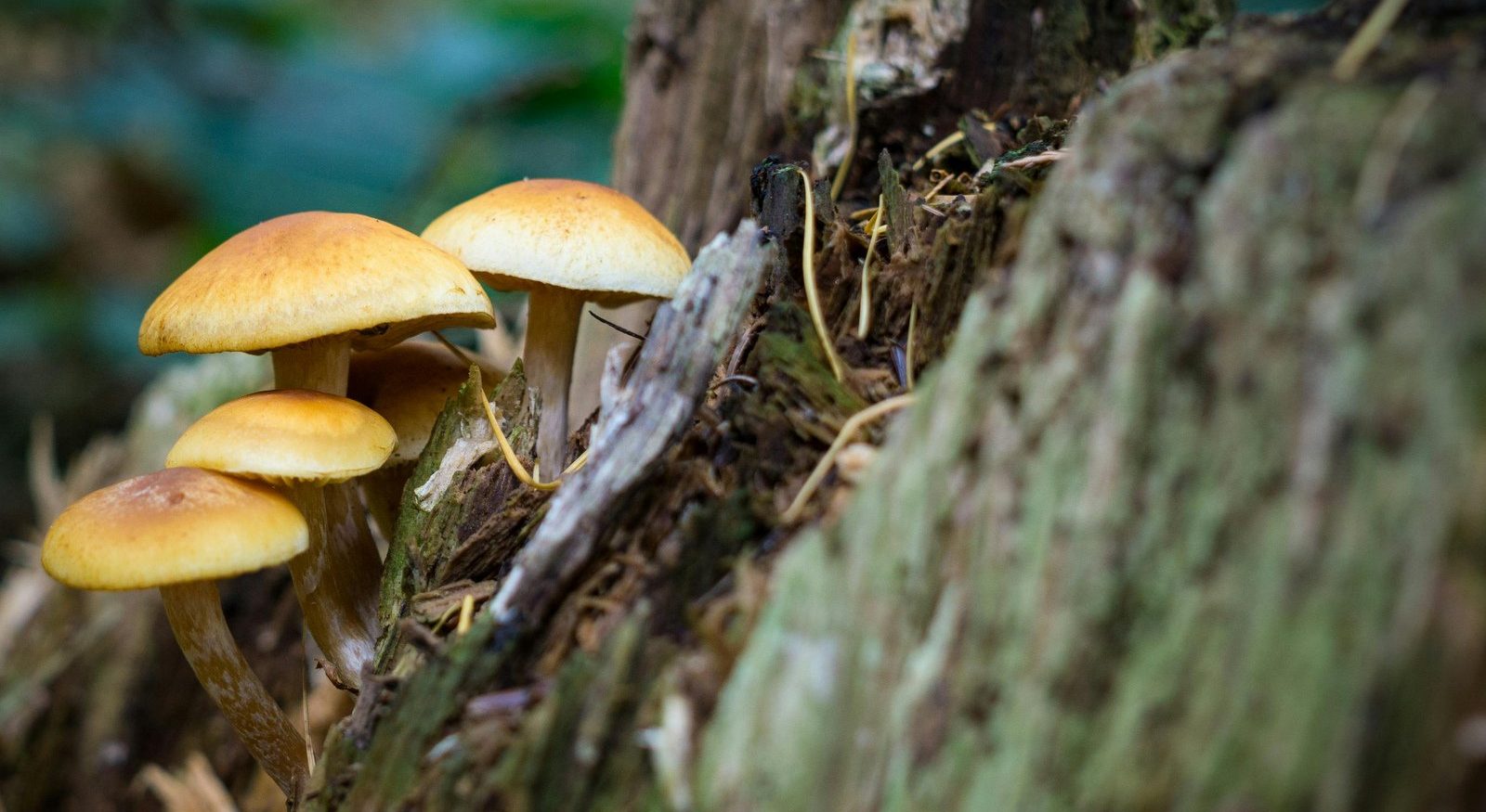 Primrose Hill Walks - Fungi & lichens