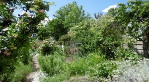 Adelaide Community Garden Club