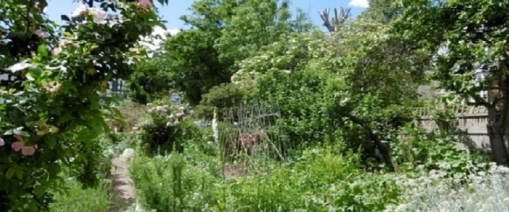 Adelaide Community Garden Club